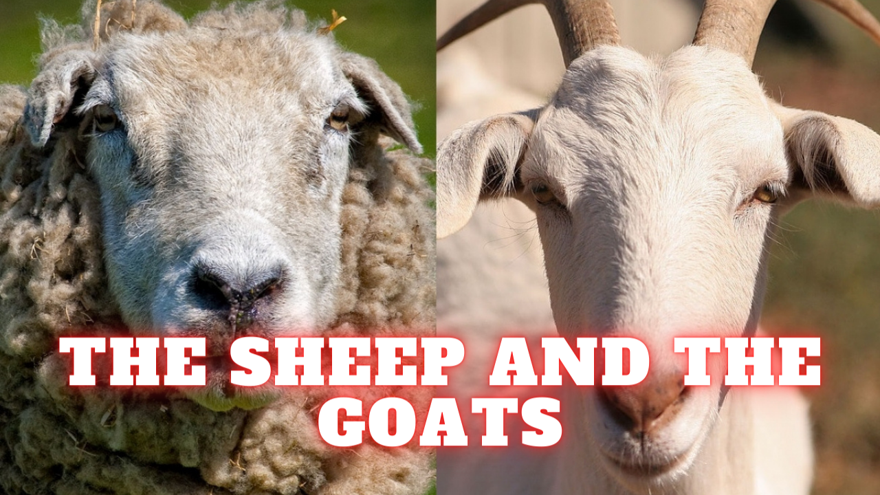 The Sheep And The Goats